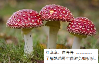 預防毒蘑菇中毒，這些事你該知道